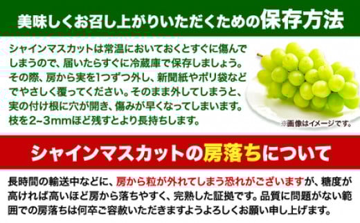 【先行予約】 マスカット シャインマスカット 岡山 数量限定 岡山県産 笠岡市 1kg以上 たたらみねらる 2房《2026年8月下旬-10月下旬頃出荷予定》 甘い 種無し 朝どれ ぶどう ブドウ 葡萄 マスカット シャインマスカット---A-209---