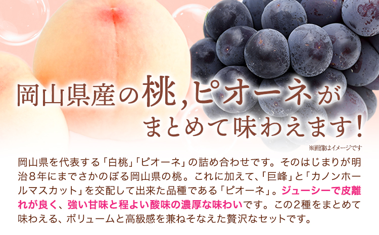 【2026年発送先行予約】桃・ピオーネ詰め合わせ 約1kg クール便 冷蔵便 桃 もも 葡萄 ブドウ ぶどう ピオーネ フルーツ セット 先行予約 晴れの国おかやま館 《2025年8月下旬‐9月中旬頃出荷》 フルーツ 果物 果実 岡山県 笠岡市---H-22a---