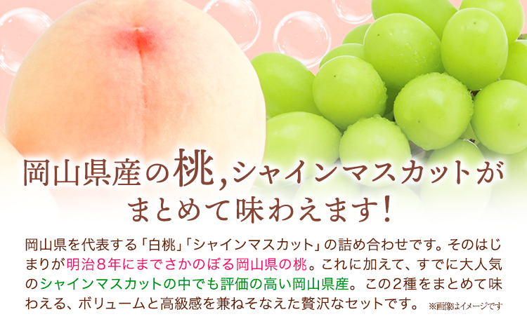【2026年先行予約】桃・シャインマスカット詰め合わせ 約1kg クール便 冷蔵便 桃 もも 葡萄 ブドウ ぶどうシャインマスカット マスカット フルーツ セット 先行予約 晴れの国おかやま館 《2025年8月下旬‐9月中旬頃出荷》 フルーツ 果物 果実 岡山県 笠岡市---H-23---