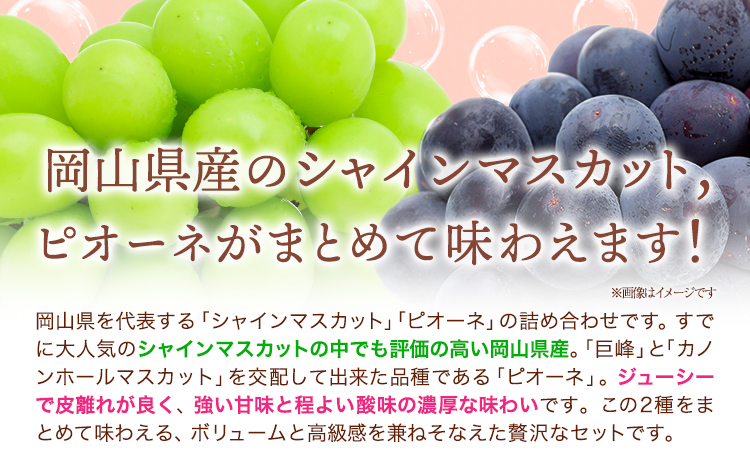 【2026年先行予約】シャインマスカット・ピオーネ詰め合わせ 約1.0kg マスカット 葡萄 ブドウ ぶどう ピオーネ フルーツ セット 晴れの国おかやま館 《2026年8月下旬-10月下旬頃出荷》 フルーツ 果物 果実 岡山県 笠岡市---H-21a---
