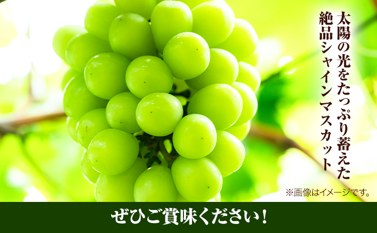 岡山県産シャインマスカット（晴王）1房入り（1房680g以上）（令和8年産先行受付）《9月上旬-10月下旬頃出荷》 葡萄 ぶどう ブドウ マスカット シャインマスカット 種無し フルーツ 獲れたて【配送不可地域あり】---H-30b---