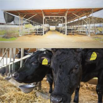 瀬戸の姫（焼肉用）《45日以内に出荷予定(土日祝除く)》---B-07---