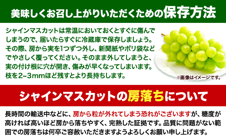 【先行予約】 マスカット シャインマスカット お試しサイズ 1房（約550g）たたらみねらるシャインマスカット ギフト 糖度18度以上 フルーツ 種無し ぶどう 葡 Y&G．ディストリビューター 岡山県 笠岡市 《2026年8月下旬-10月下旬頃出荷予定》---Y-14---