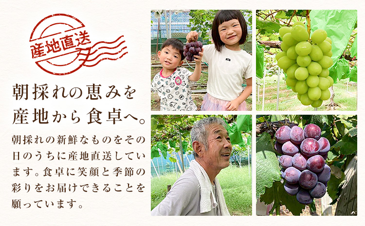 ぶどう ピオーネ オーロラブラック 計2房 1kg 以上 《8月下旬-9月中旬頃出荷》 たかたかファーム ブドウ 葡萄 黒系 果物 フルーツ ギフト 岡山県 笠岡市---T-34---