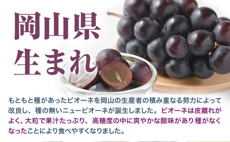 【ふるさと納税】【先行予約】 岡山県産 ニューピオーネ 2房 480g以上 露地栽培 有限会社ホーティカルチャー神島《9月中旬-10月下旬頃出荷》岡山県 笠岡市 葡萄 果物 厳選出荷 スイーツ フルーツ デザート 種なしぶどう【配送不可地域あり】---H-78---