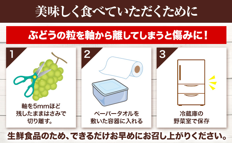 【先行予約】岡山県産 選べる つる付き シャインマスカット ハウス栽培(加温栽培) 1房 (680g以上)  有限会社ホーティカルチャー神島《7月中旬-8月中旬頃出荷》岡山県 笠岡市 マスカット ぶどう 葡萄 果物【配送不可地域あり】---H-71---