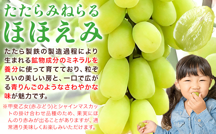 【先行予約】ぶどう 食べ比べ たたらみねらる シャインマスカット ほほえみ 計2房(各1房) 計約1.3kg Ｙ＆Ｇ．ディストリビューター株式会社《2026年8月中旬-10月上旬頃出荷》岡山県 笠岡市 果物 フルーツ ブドウ 食べ比べ セット お取り寄せフルーツ---Y-45---