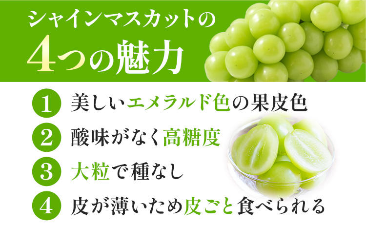 【先行予約】岡山県産 シャインマスカット 2房 (480g以上) 有限会社ホーティカルチャー神島《7月中旬-8月中旬頃に出荷予定(土日祝除く)》 岡山県 笠岡市 マスカット ぶどう 葡萄 果物 フルーツ【配送不可地域あり】---H-69---