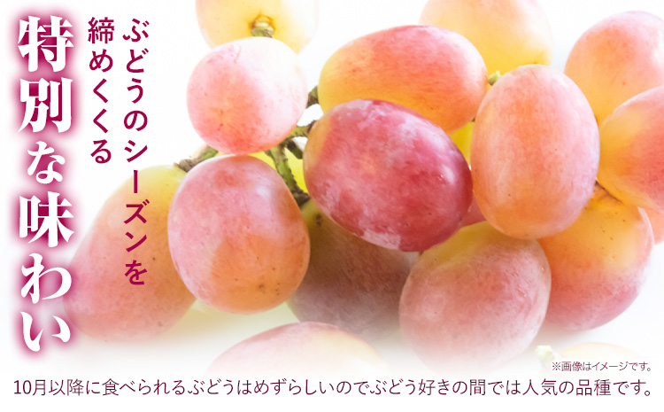 ぶどう 葡萄 岡山県産 紫苑 しえん 大1房 (約750g以上) FARMANIC《9月上旬-10月末頃出荷》岡山県 笠岡市 送料無料 フルーツ 果物 ブドウ 人気品種 お取り寄せフルーツ【配送不可地域あり】---B-98---