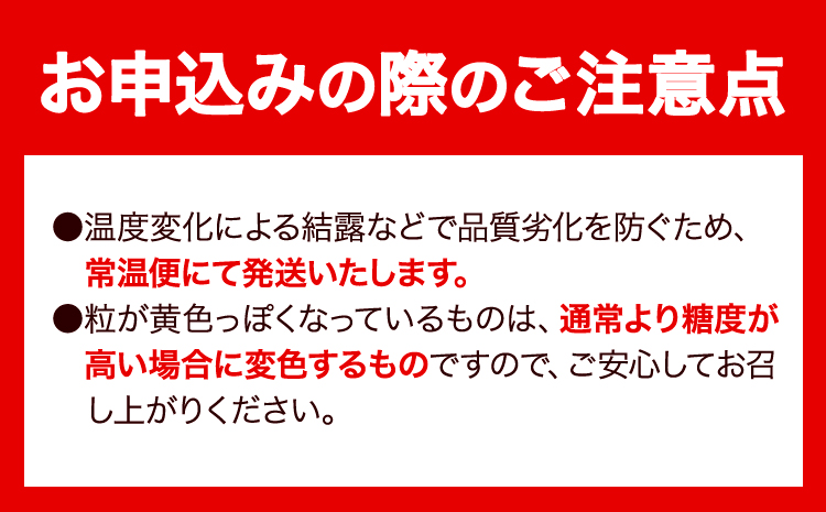 【先行予約】たたらみねらる 瀬戸ジャイアンツ お試しサイズ 1房 約550g Y＆G.ディストリビューター株式会社《2026年8月下旬-10月下旬頃出荷予定》岡山県 笠岡市 マスカット ぶどう ブドウ 葡萄 フルーツ 果物---Y-15---