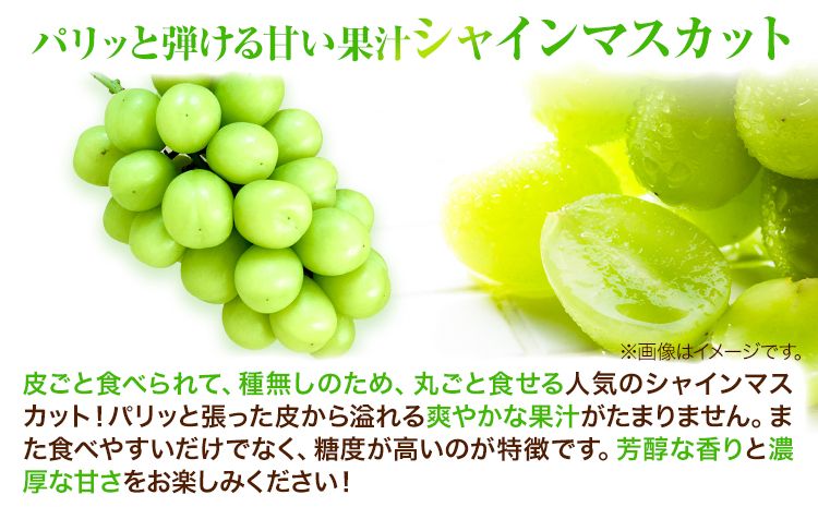 岡山県産ニューピオーネ＆シャインマスカット「晴王」 Cセット （1房580g以上） 先行受付《9月上旬-10月下旬頃》【配送不可地域あり】---H-87---
