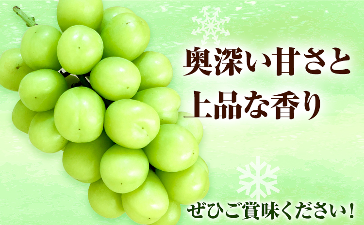 【2026年発送先行予約】岡山県産 冷蔵シャインマスカット (1房540g以上2房入り) 《2026年11月下旬-12月中旬頃出荷》【配送不可地域あり】---H-28b---