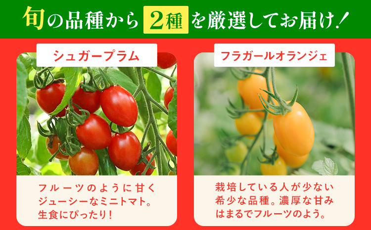 シャイントマト 1kg シャイントマトファーム《12月上旬-6月中旬頃出荷》岡山県 笠岡市 送料無料 トマト 野菜 ミニトマト【配送不可地域あり】---S-13---