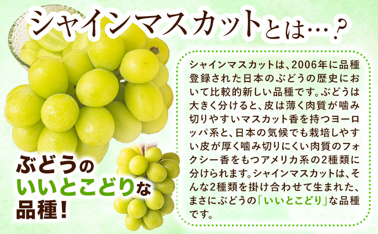 ぶどう シャインマスカット 【2026年発送先行予約】ご家庭用 晴れの国からの贈り物 シャインマスカット 2kg 以上 2房 ～ 4房《2026年9月上旬-10月中旬頃出荷》 東山農園 ブドウ 葡萄 マスカット 果物 フルーツ ギフト 岡山県 笠岡市 ---H-48---