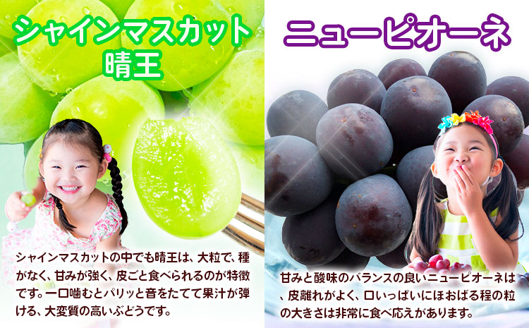 【3回定期便】ぶどう 定期便 計3回コース 岡山県産 シャインマスカット 晴王 ニューピオーネ マスカットオブアレキサンドリア 化粧箱入り 株式会社山博《2026年7月上旬-9月末頃出荷》岡山県 笠岡市 フルーツ 果物 定期 ぶどう マスカット【配送不可地域あり】---Y-40a---