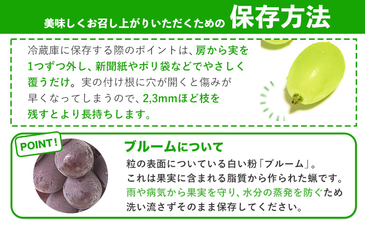 岡山県産 訳あり ニューピオーネ シャインマスカット 詰め合わせ 約1.2kg 2房 葡萄 果物 訳あり 優品 岡山県 笠岡市《9月上旬～10月下旬頃に出荷予定(土日祝除く)》---kasaoka_zsy_252_12s---