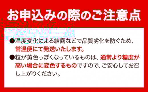 【先行予約】 マスカット シャインマスカット 岡山 数量限定 岡山県産 笠岡市 1kg以上 たたらみねらる 2房《2026年8月下旬-10月下旬頃出荷予定》 甘い 種無し 朝どれ ぶどう ブドウ 葡萄 マスカット シャインマスカット---A-209---