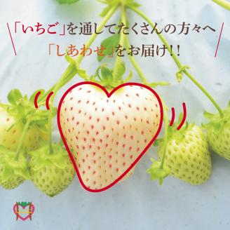 【先行受付】しあわせ届けるいちご農園HappyComeComeの贈答用 白いちご 月のしずく　PREMIUM SIZE《2024年12月中旬-3月下旬頃出荷》---B-92---