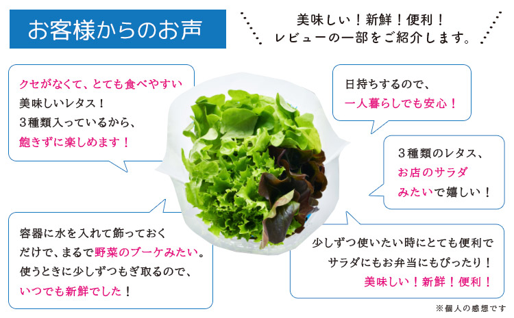 サラトリオ 12個セット 野菜 レタス 3種のレタス グリーンオーク レッドオーク グリーンクリスピー 《30日以内に出荷予定(土日祝を除く)》 JA晴れの国岡山 笠岡アグリセンター 野菜 岡山県 笠岡市---H-58---