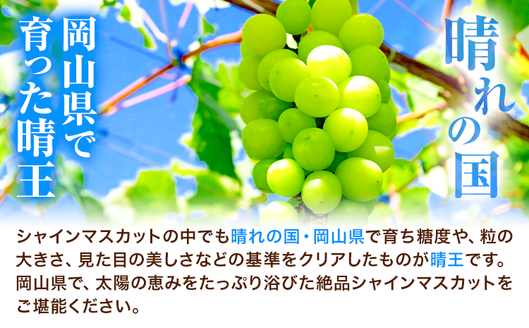 岡山県産ニューピオーネ＆シャインマスカット「晴王」 Dセット （1房580g以上） 先行受付《9月上旬-10月下旬頃》【配送不可地域あり】---H-88---