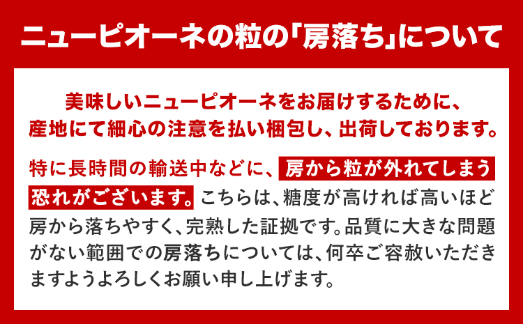 岡山県産 秀品 ニューピオーネ 約1.2kg 2房《8月下旬-10月中旬頃出荷》岡山県 笠岡市 葡萄 果物 秀品 スイーツ フルーツ デザート 秋旬---kasaoka_zsy_37_12---