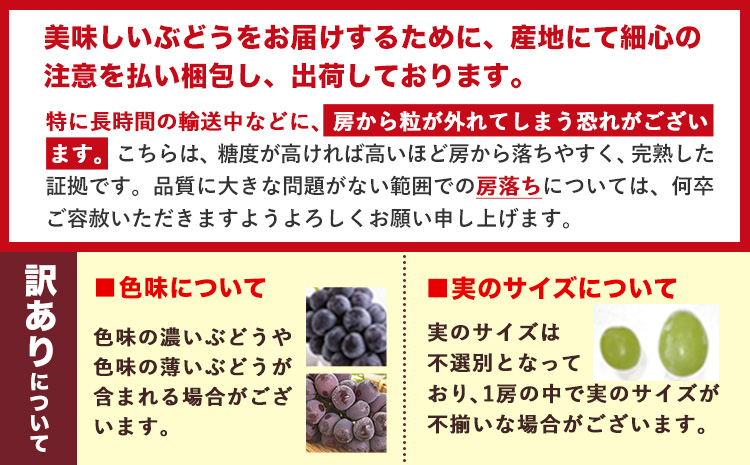 岡山県産 訳あり ニューピオーネ シャインマスカット 詰め合わせ 約1.2kg 2房 葡萄 果物 訳あり 優品 岡山県 笠岡市《9月上旬～10月下旬頃に出荷予定(土日祝除く)》---kasaoka_zsy_252_12s---