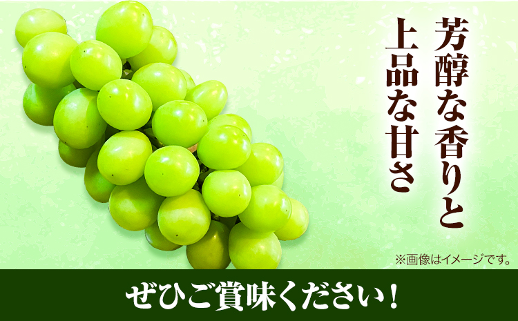 岡山県産マスカット（マスカット オブ アレキサンドリア　1房750g以上）令和8年産先行受付《7月中旬-8月下旬頃出荷》【配送不可地域あり】---H-27b---