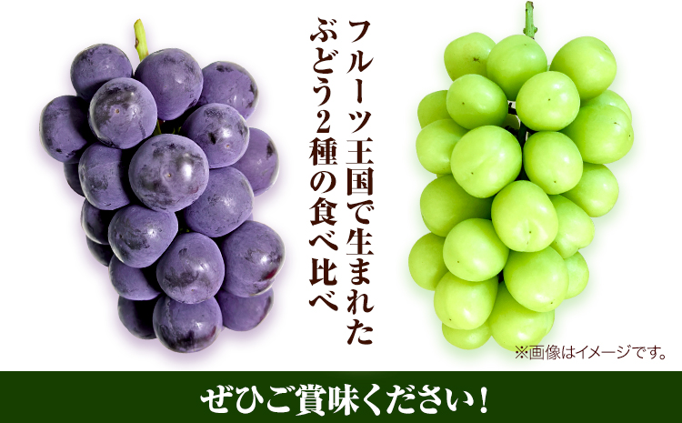 岡山県産ニューピオーネ（１房580g以上）＆シャインマスカット「晴王」（1房580g以上）（令和8年産先行受付）《9月上旬-10月下旬頃出荷》【配送不可地域あり】---H-40b---
