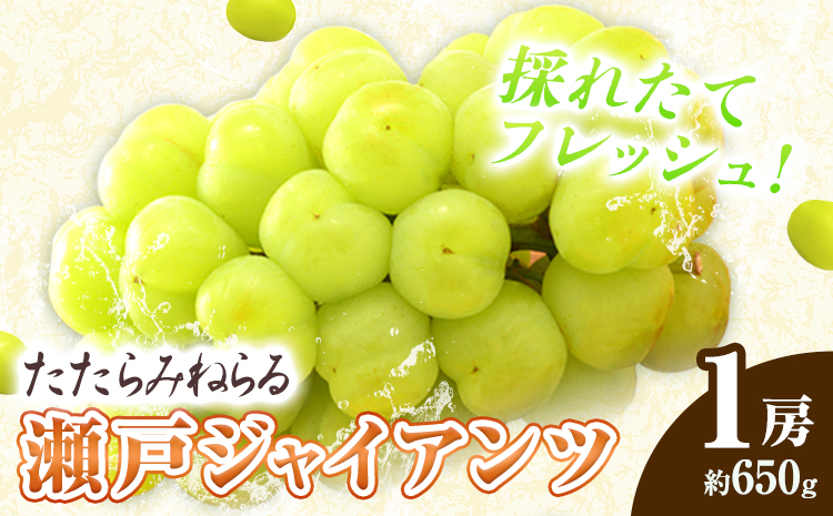 【先行予約】たたらみねらる 瀬戸ジャイアンツ 1房 約650g Y＆G.ディストリビューター株式会社《2026年8月下旬-10月下旬頃出荷予定》岡山県 笠岡市 マスカット ぶどう ブドウ 葡萄 フルーツ 果物---1-37a---