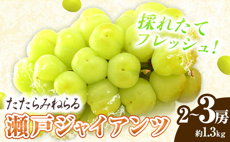 【先行予約】たたらみねらる 瀬戸ジャイアンツ 約1.3kg(2~3房) Y＆G.ディストリビューター株式会社《2026年8月下旬-10月下旬頃出荷予定》岡山県 笠岡市 マスカット ぶどう ブドウ 葡萄 フルーツ 果物---2-22a---