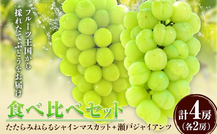 【先行予約】 食べ比べセット たたらみねらる シャインマスカット 瀬戸ジャイアンツ 各2房 2.6kg以上《2026年8月下旬-10月下旬頃出荷予定》岡山県 笠岡市 マスカット ぶどう ブドウ 葡萄 フルーツ 果物 たたらみねらる 食べ比べ セット---4-13a---