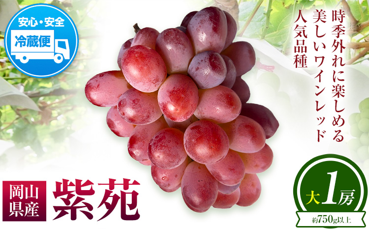 ぶどう 葡萄 岡山県産 紫苑 しえん 大1房 (約750g以上) FARMANIC《9月上旬-10月末頃出荷》岡山県 笠岡市 送料無料 フルーツ 果物 ブドウ 人気品種 お取り寄せフルーツ【配送不可地域あり】---B-98---