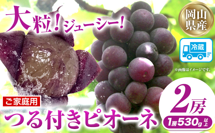 家庭用つる付きニューピオーネ 2房(1房530g以上)【配送不可地域あり】有限会社ホーティカルチャー神島 令和8年産先行受付《9月中旬-10月下旬頃出荷》岡山県 笠岡市 送料無料 葡萄 フルーツ 果物 ニューピオーネ つる付き お取り寄せフルーツ---H-34b---