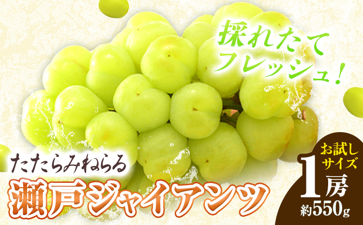 【先行予約】たたらみねらる 瀬戸ジャイアンツ お試しサイズ 1房 約550g Y＆G.ディストリビューター株式会社《2026年8月下旬-10月下旬頃出荷予定》岡山県 笠岡市 マスカット ぶどう ブドウ 葡萄 フルーツ 果物---Y-15---