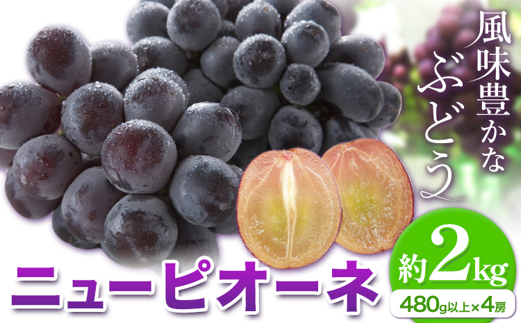 【2026年先行予約】ニューピオーネ 1房480g以上 約2kg 4房 株式会社山博《2026年8月下旬-10月上旬頃出荷》岡山県 笠岡市 ぶどう フルーツ 旬 果物 国産 岡山県産 送料無料 【配送不可地域あり】---Y-25---