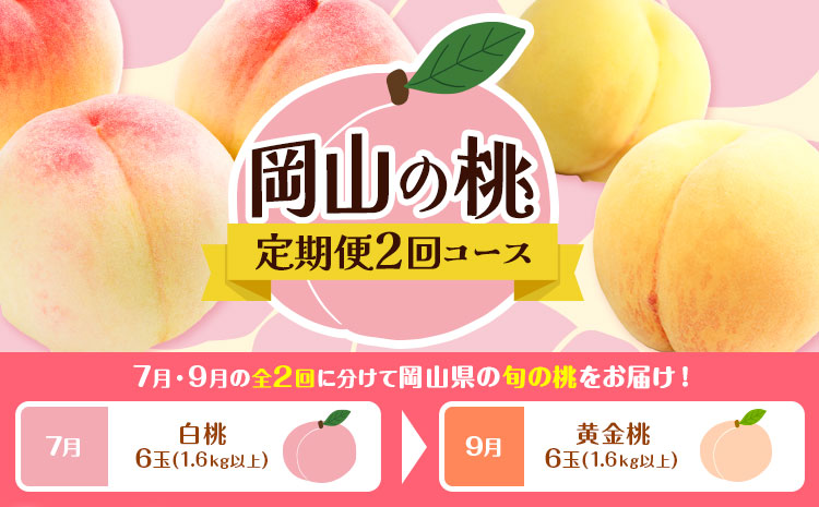 【2回定期便】桃 岡山の桃定期便 2回ｺｰｽ 岡山県産 岡山白桃 黄金桃 株式会社山博《2026年7月上旬-9月末頃出荷》岡山県 笠岡市 フルーツ 果物 白桃 もも お取り寄せ【配送不可地域あり】---Y-42---