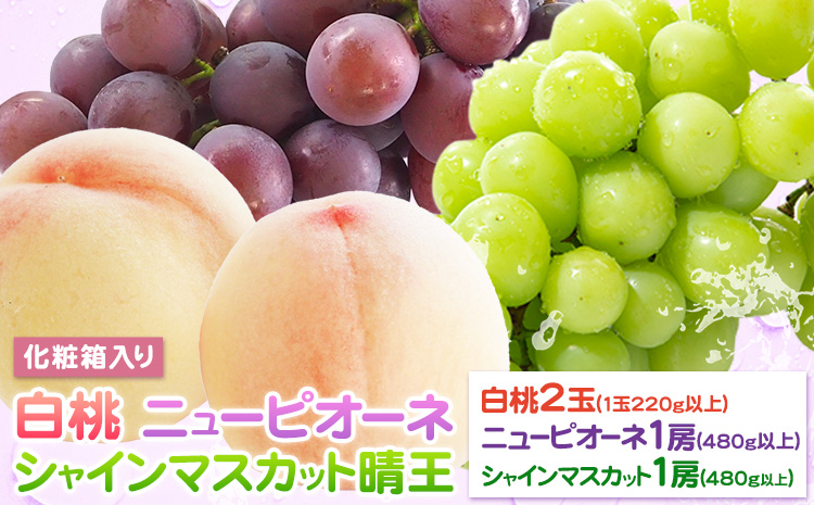 桃 ぶどう 詰合 岡山白桃 2玉(1玉220g以上) ニューピオーネ1房(1房480g以上) シャインマスカット 晴王 1房(1房480g以上) 化粧箱入 株式会社山博《2026年7月下旬-8月中旬頃出荷》岡山県 笠岡市 フルーツ 果物 葡萄 マスカット もも お取り寄せ【配送不可地域あり】---Y-34a---