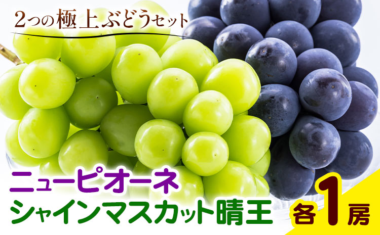 ぶどう 詰合 ニューピオーネ1房(1房480g以上) シャインマスカット 晴王 1房(1房480g以上) 化粧箱入り 株式会社山博《2026年8月下旬-10月上旬頃出荷》岡山県 笠岡市 フルーツ 果物 葡萄 マスカット お取り寄せ【配送不可地域あり】---Y-35---