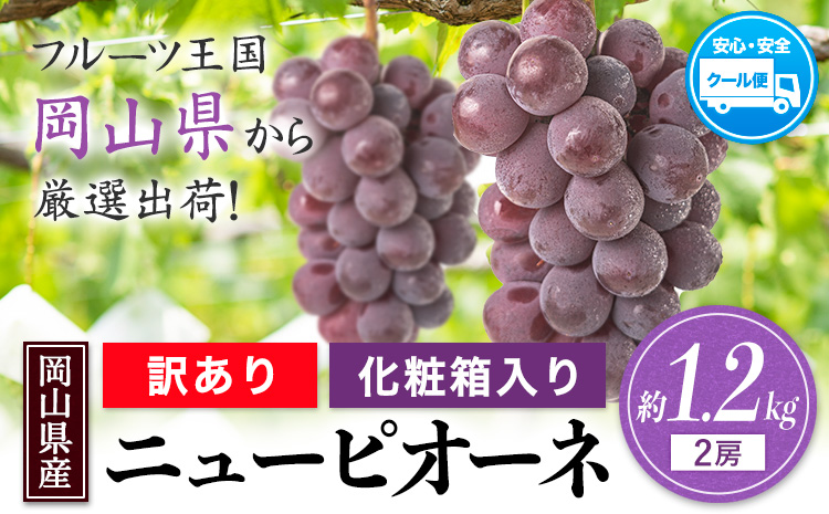 岡山県産 訳あり ニューピオーネ 約1.2kg(2房) 《8月下旬-10月下旬頃出荷(土日祝除く)》岡山県 笠岡市 葡萄 果物 訳あり 優品 ---kasaoka_zsy_251_12---
