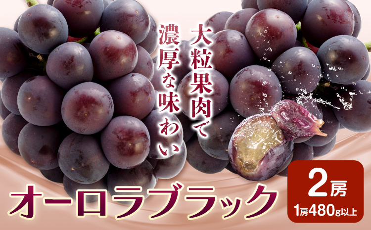 ぶどう オーロラブラック フルーツ 2房 (1房480g以上) 化粧箱入り 株式会社山博《2026年8月下旬-9月下旬頃出荷》岡山県 笠岡市 送料無料 ブドウ 大粒 種なし 種無 贈答 果物 旬 国産 岡山県産【配送不可地域あり】---Y-32---