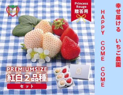 先行受付 しあわせ届けるいちご農園HappyComeComeの紅白いちご2品種食べ比べセット 400g以上[2024年12月中旬-3月下旬頃出荷]---A-125a---