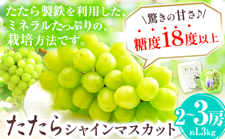 [令和6年度産先行予約] マスカット シャインマスカット 2房(1房約650g) たたらみねらるシャインマスカット ギフト 糖度18度以上 フルーツ 種無し ぶどう 葡 Y&G.ディストリビューター 岡山県 笠岡市 シャインマスカット シャインマスカット 種なし シャインマスカット シャインマスカット 種なし シャインマスカット シャインマスカット 種なし シャインマスカット シャインマスカット 種なし---2-21a---