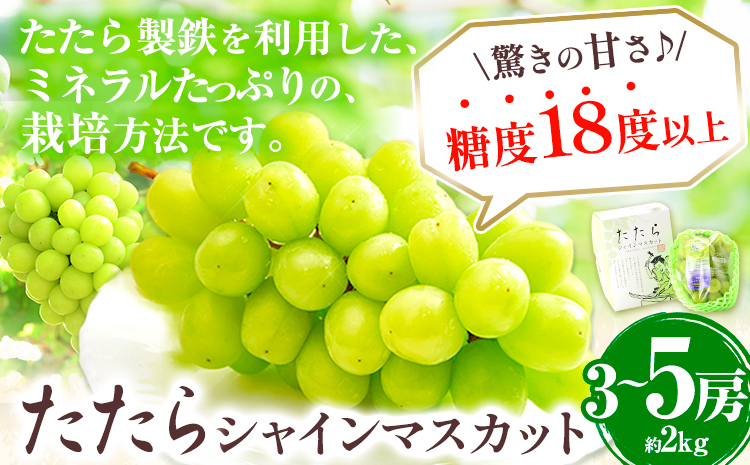2025年 先行予約 マスカット シャインマスカット 約2kg(3~5房) たたらみねらるシャインマスカット[2025年8月下旬-10月下旬頃出荷] ギフト 糖度18度以上 フルーツ 種無し ぶどう 葡 Y&G.ディストリビューター 岡山県 笠岡市---4-09a---