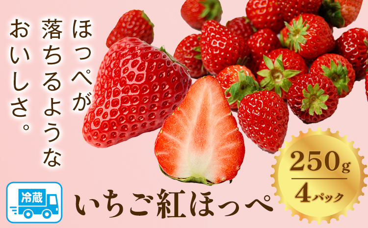 2025年 先行予約 いちご 紅ほっぺ 1000g(250g×4パック) JA笠岡アグリ[2025年1月中旬-3月末頃出荷]岡山県 笠岡市 送料無料 苺 フルーツ 果物 お取り寄せ---A-24---