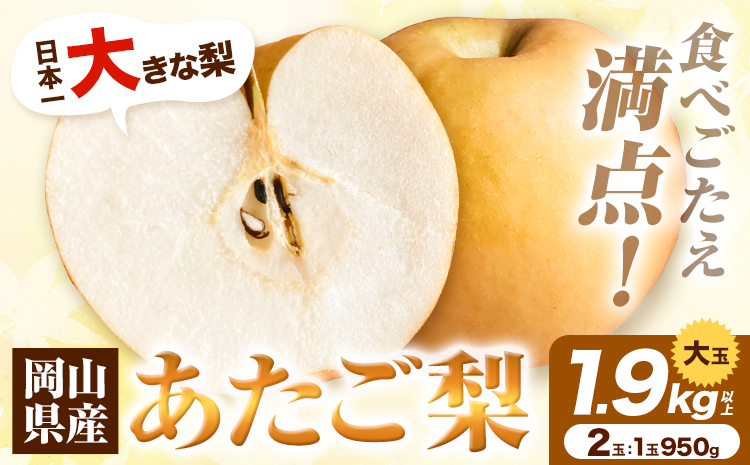 岡山県産 あたご梨 1.9kg以上 大玉2個入り(1玉950g以上)令和7年産先行受付[11月下旬-12月中旬頃出荷]---H-36a---