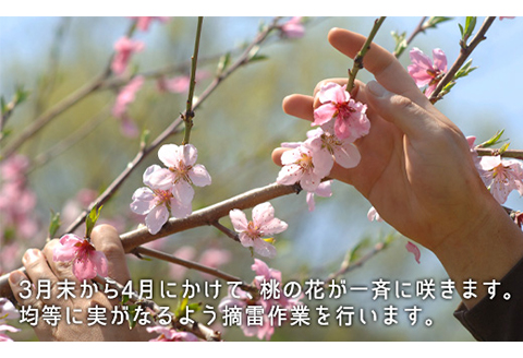 岡山県産「白桃（早生種）」約1.3kg（5～6玉）【26年7月上旬以降に順次発送】