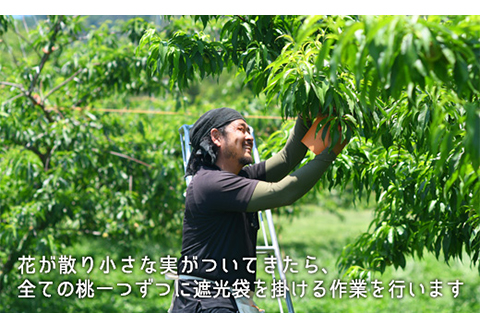 岡山県産「清水白桃」約2.2kg（大玉6～7玉）【26年7月上旬以降に順次発送】