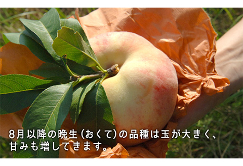 岡山県産「白桃（晩生種）」約2.2kg（大玉6～7玉）【26年8月上旬以降の出荷分】