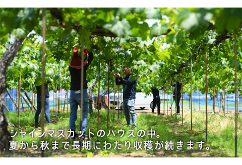 岡山県産「シャインマスカット・ニューピオーネ」詰合せ 約1.0kg【26年8月下旬以降の出荷分】