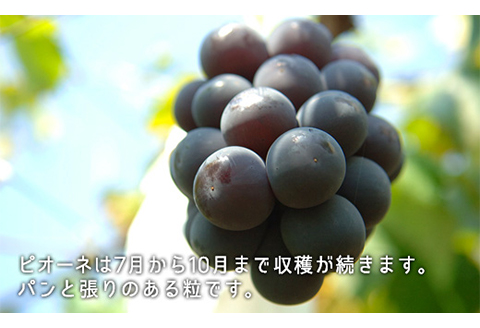 岡山県産「白桃・ニューピオーネ」詰合せ 約1.0kg【26年8月下旬以降の出荷分】